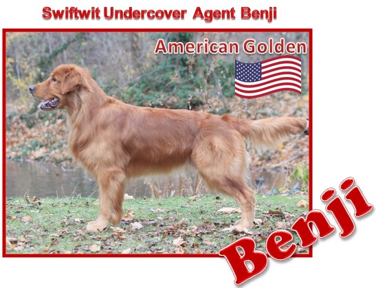 Swiftwit Undercover Agent Benji